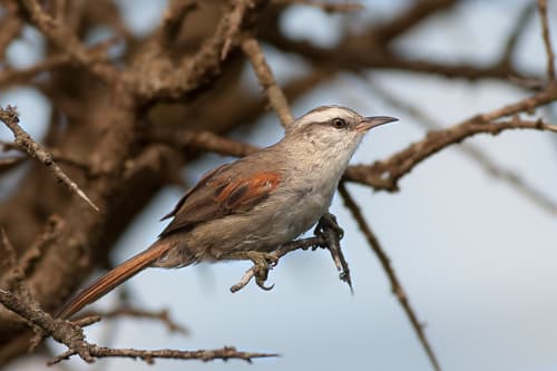 Stripe-crowned Spinetail