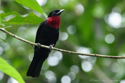 Purple-throated Fruitcrow