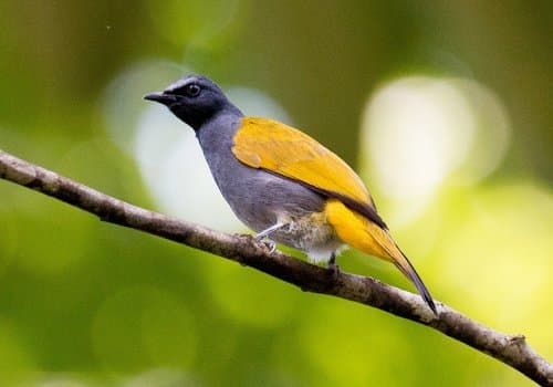 Gray-bellied Bulbul