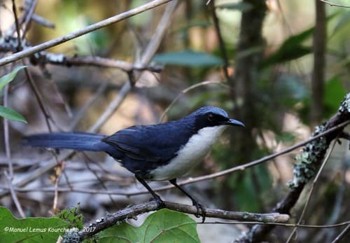 Blue-and-white Mockingbird