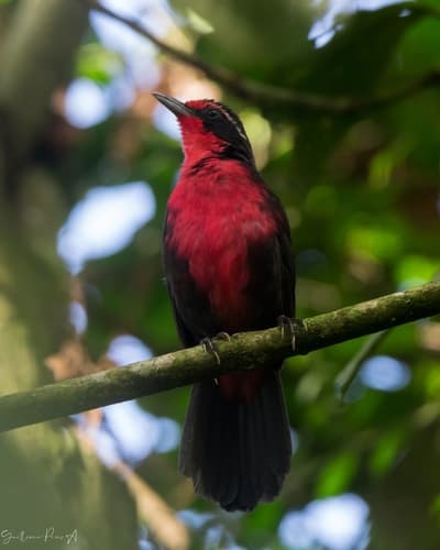 Rosy Thrush-Tanager