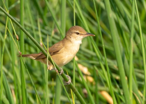 Clamorous Reed Warbler
