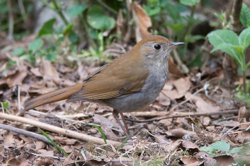 Russet Nightingale-Thrush