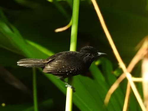 Black-hooded Antshrike