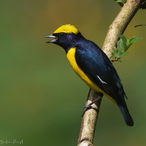 Yellow-crowned Euphonia