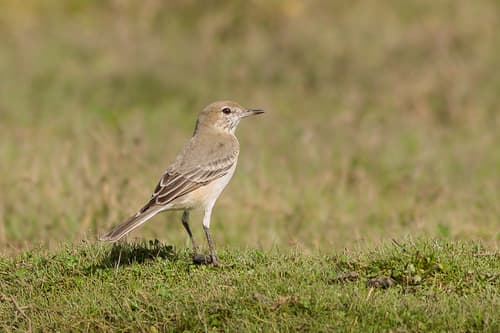 Lesser Shrike-Tyrant