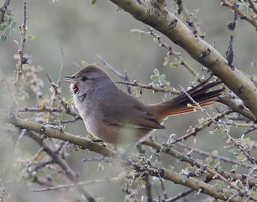 Short-billed Canastero