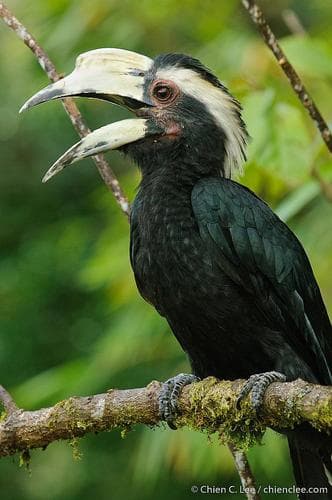 Black Hornbill