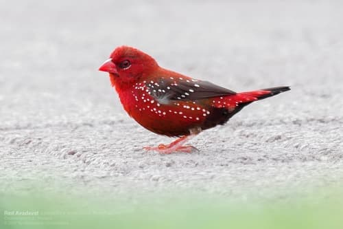 Red Avadavat