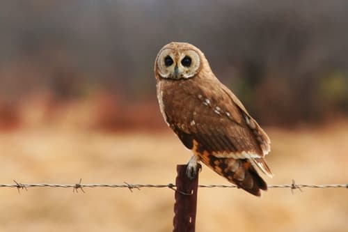 Marsh Owl