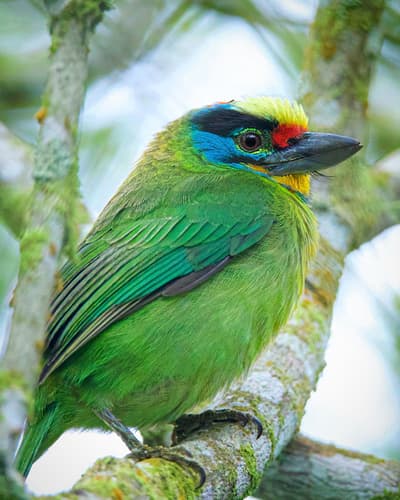 Black-browed Barbet