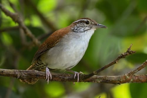 Rufous-and-white Wren