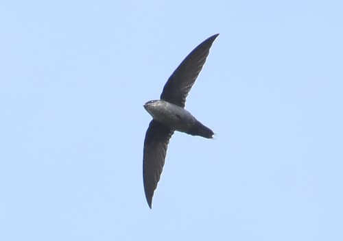 Gray-rumped Swift