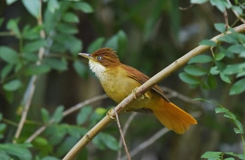 White-eyed Foliage-gleaner