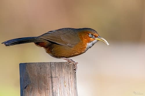 Rusty-cheeked Scimitar-Babbler