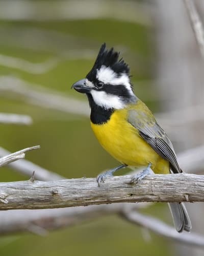 Eastern Shriketit
