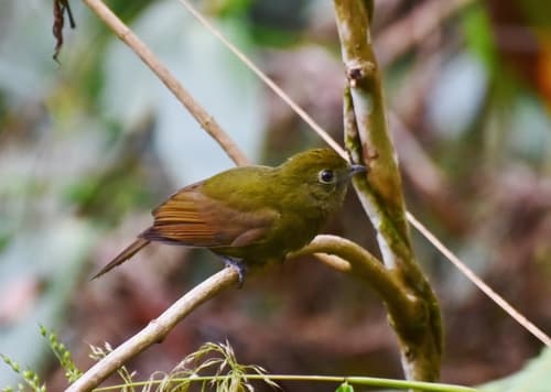 Greenish Schiffornis