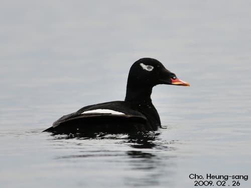Stejneger's Scoter