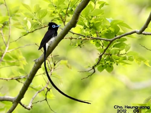 Black Paradise-Flycatcher