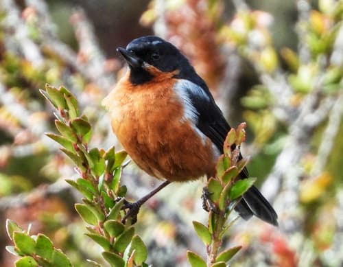 Black-throated Flowerpiercer