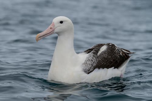 Southern Royal Albatross