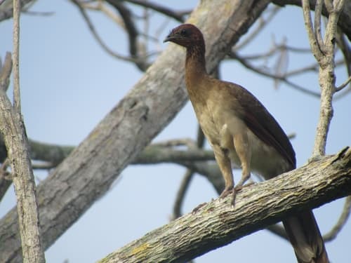 Chestnut-winged Chachalaca