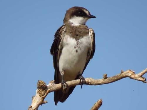 Banded Martin
