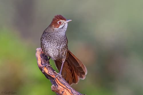 Rufous Bristlebird