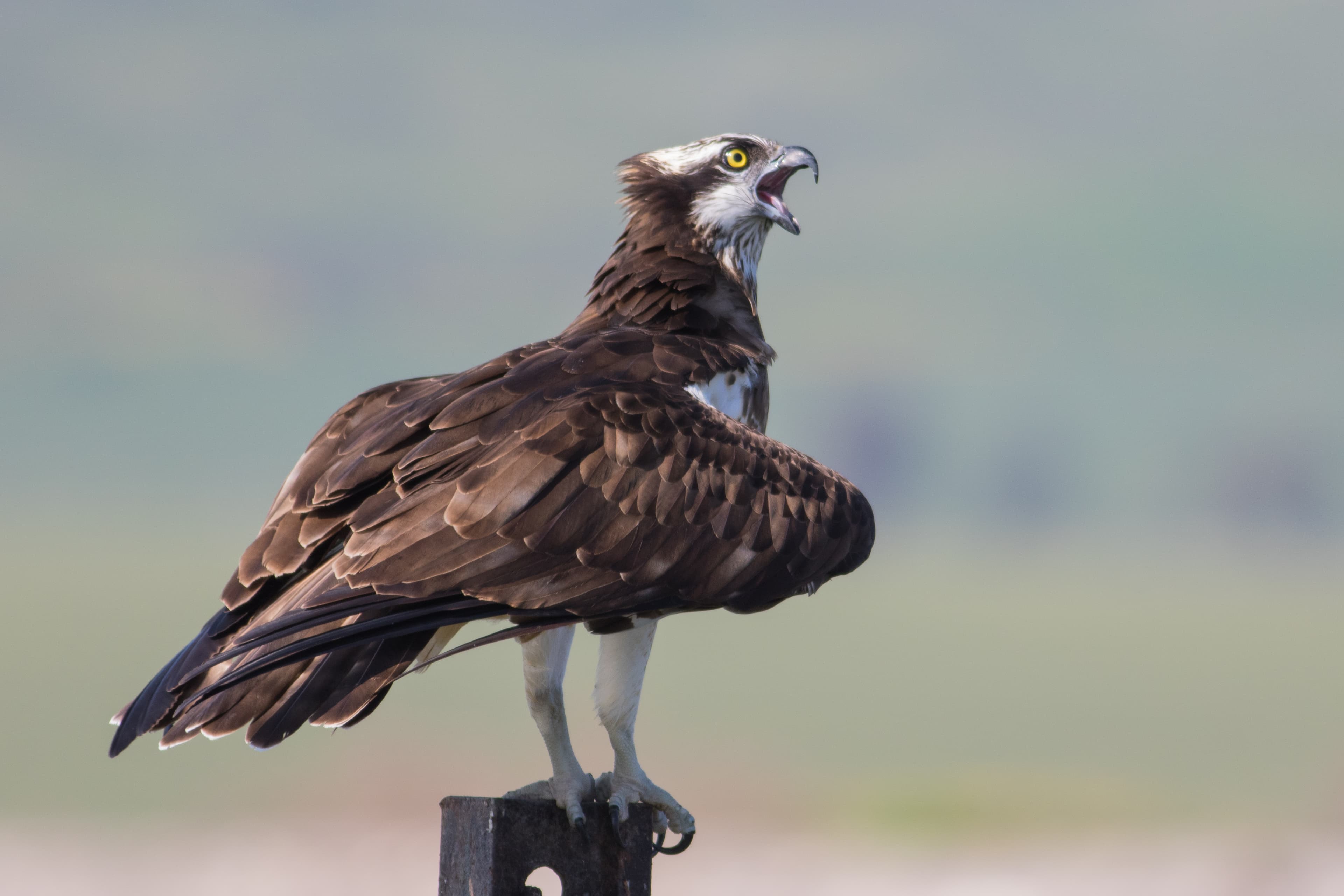 Osprey