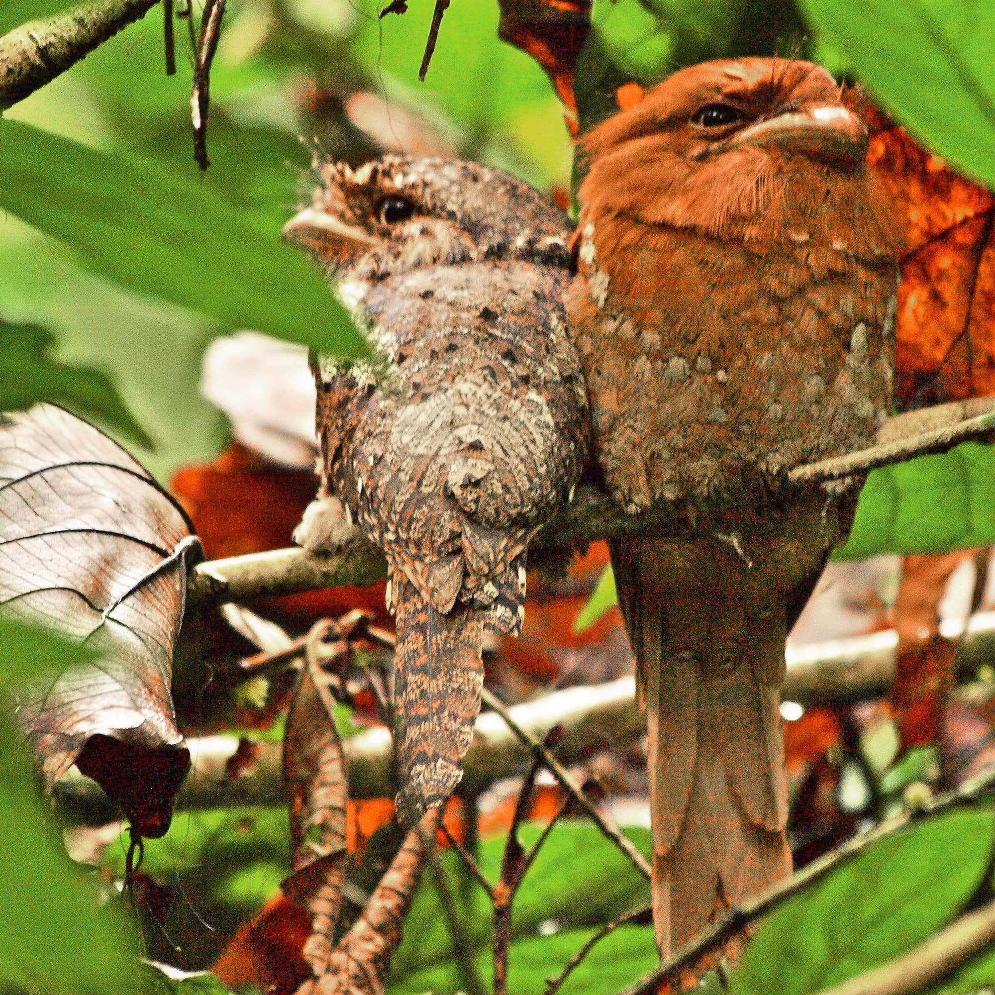 Sri Lanka Frogmouth