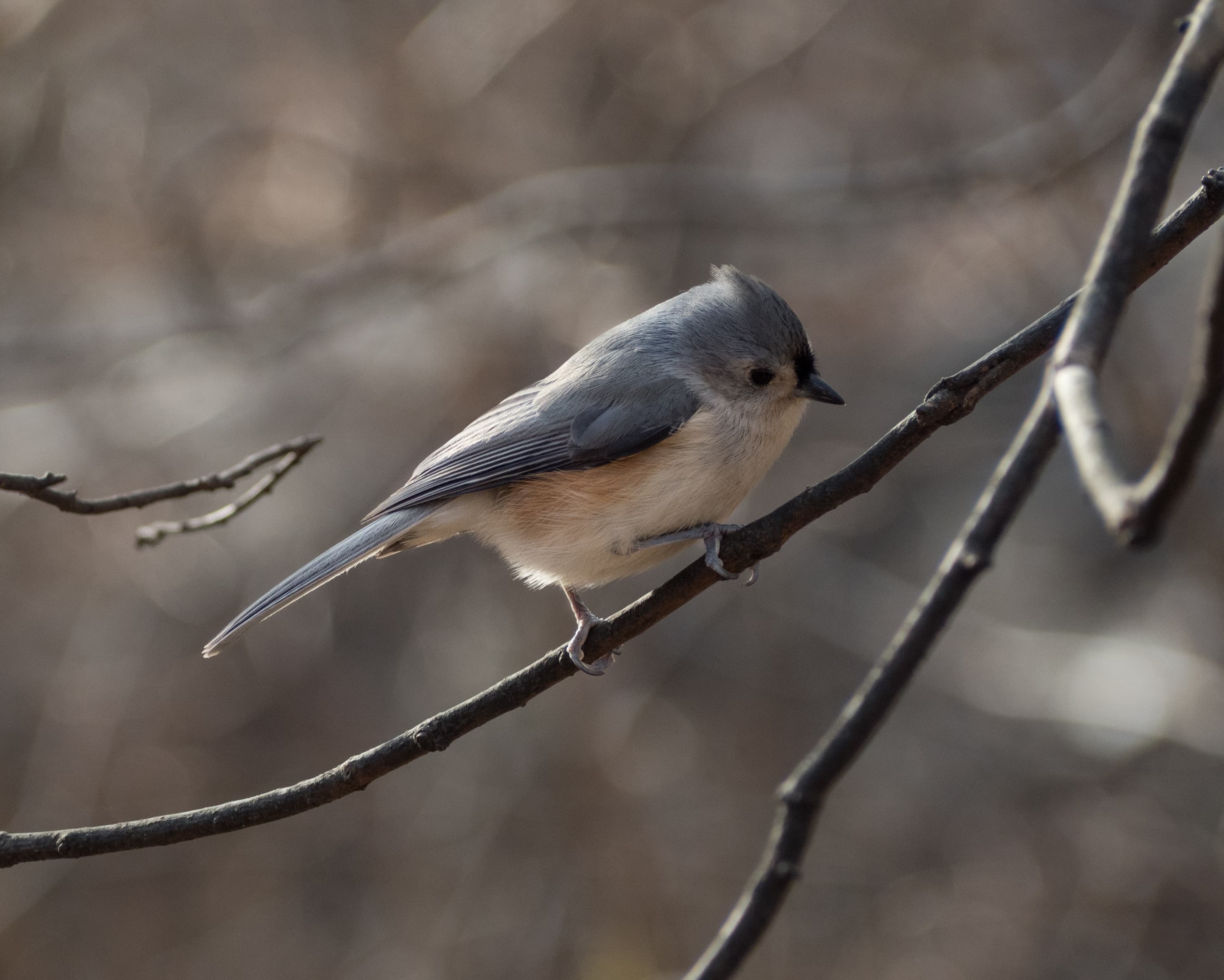 Tufted Titmouse
