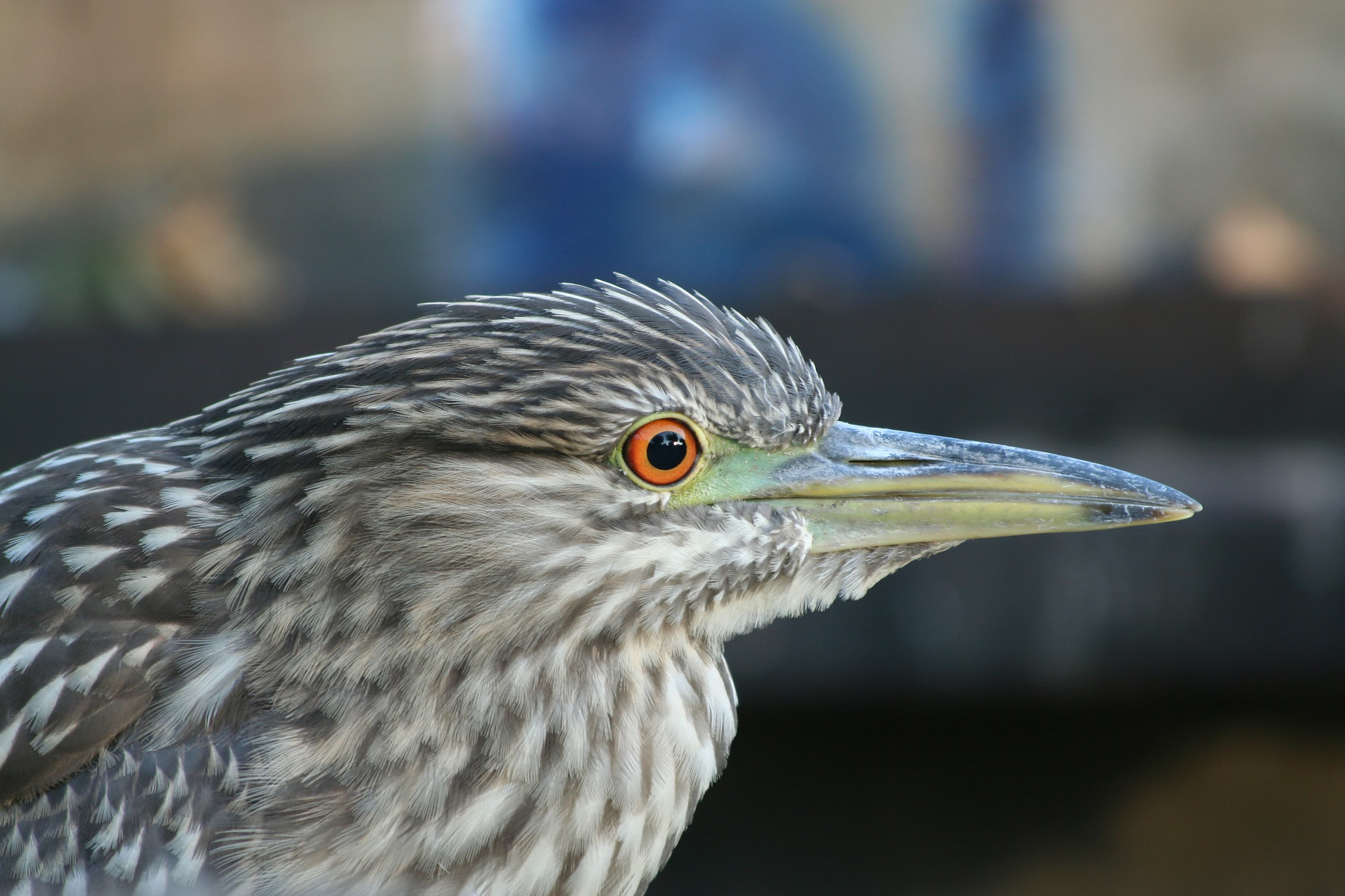 Black-crowned Night Heron