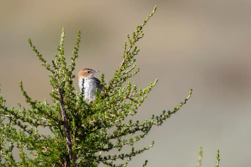 Aberdare Cisticola