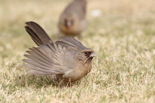 Abert's Towhee