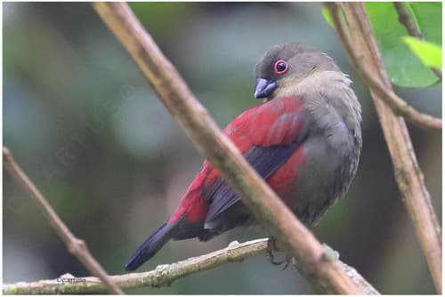 Abyssinian Crimsonwing