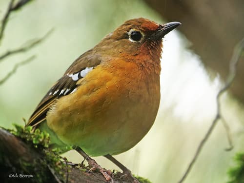 Abyssinian Ground-Thrush