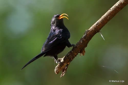 Abyssinian Scimitarbill