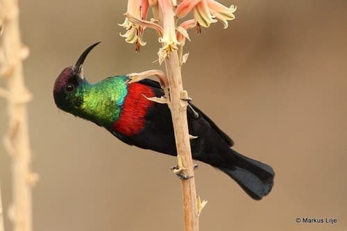 Abyssinian Sunbird