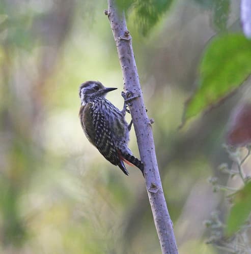 Abyssinian Woodpecker