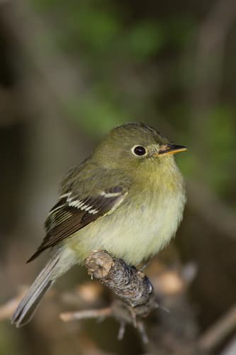Acadian Flycatcher