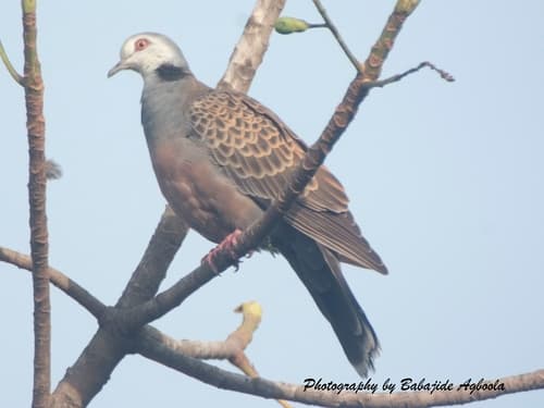 Adamawa Turtle-Dove