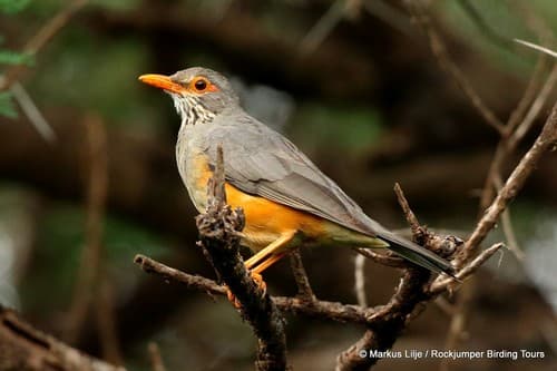 African Bare-eyed Thrush