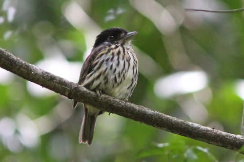 African Broadbill
