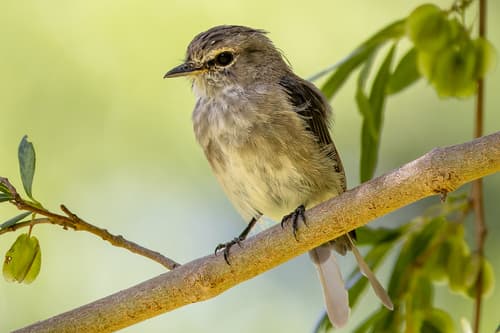 African Dusky Flycatcher