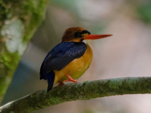 African Dwarf Kingfisher