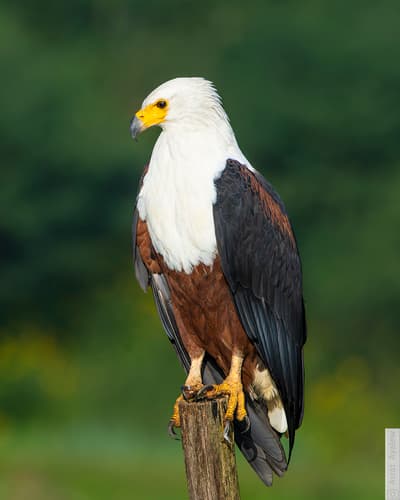 African Fish-Eagle
