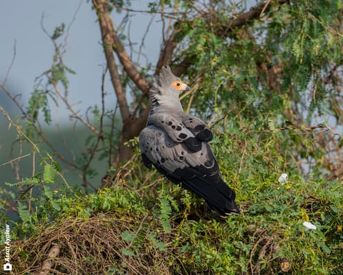 African Harrier-Hawk