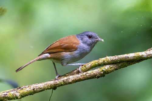 African Hill Babbler