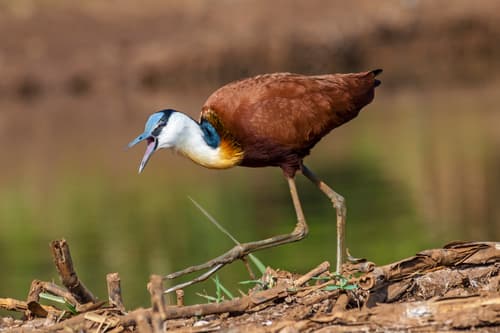 African Jacana