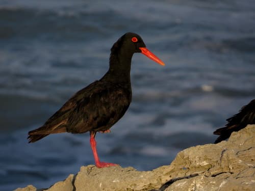 African Oystercatcher